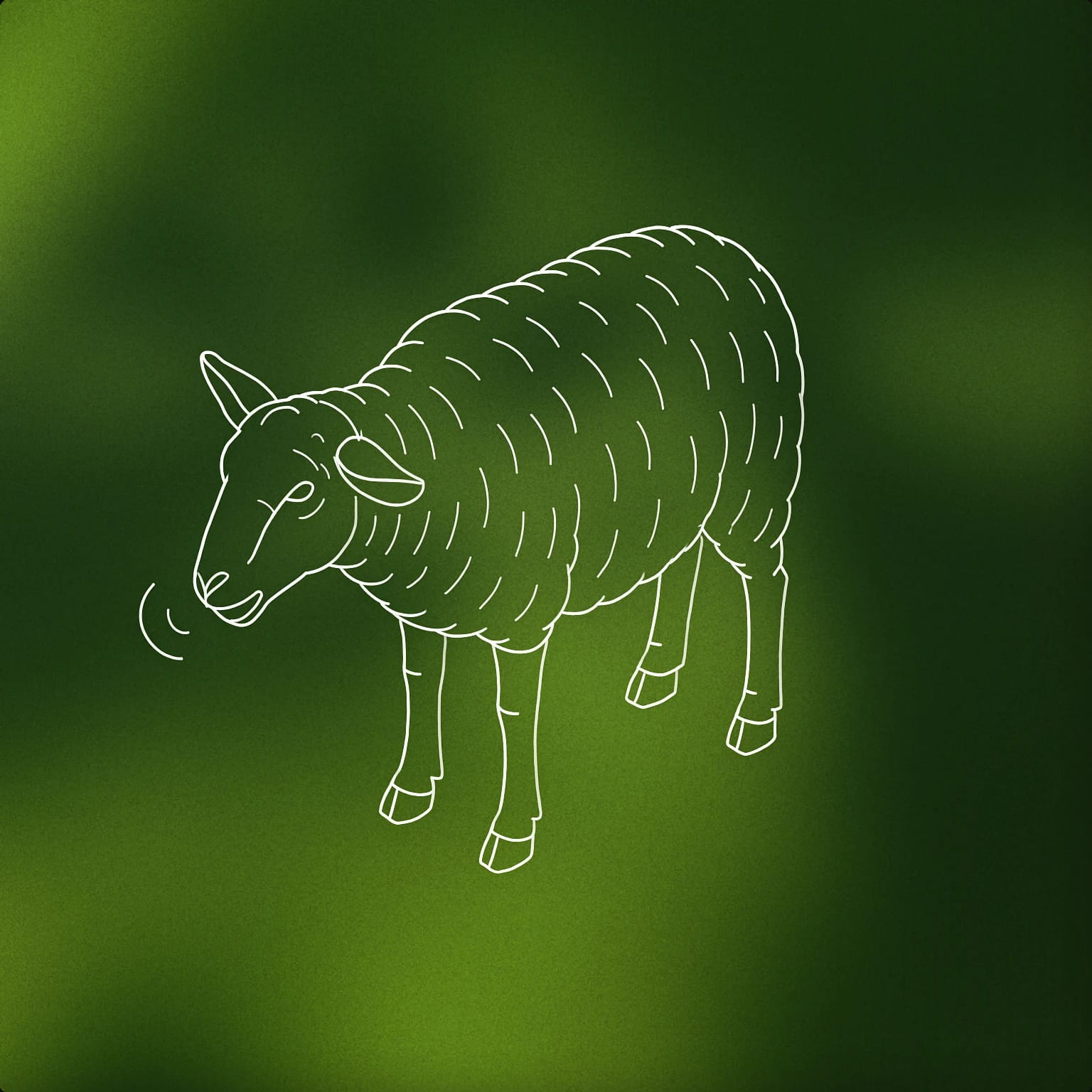 Sheepish