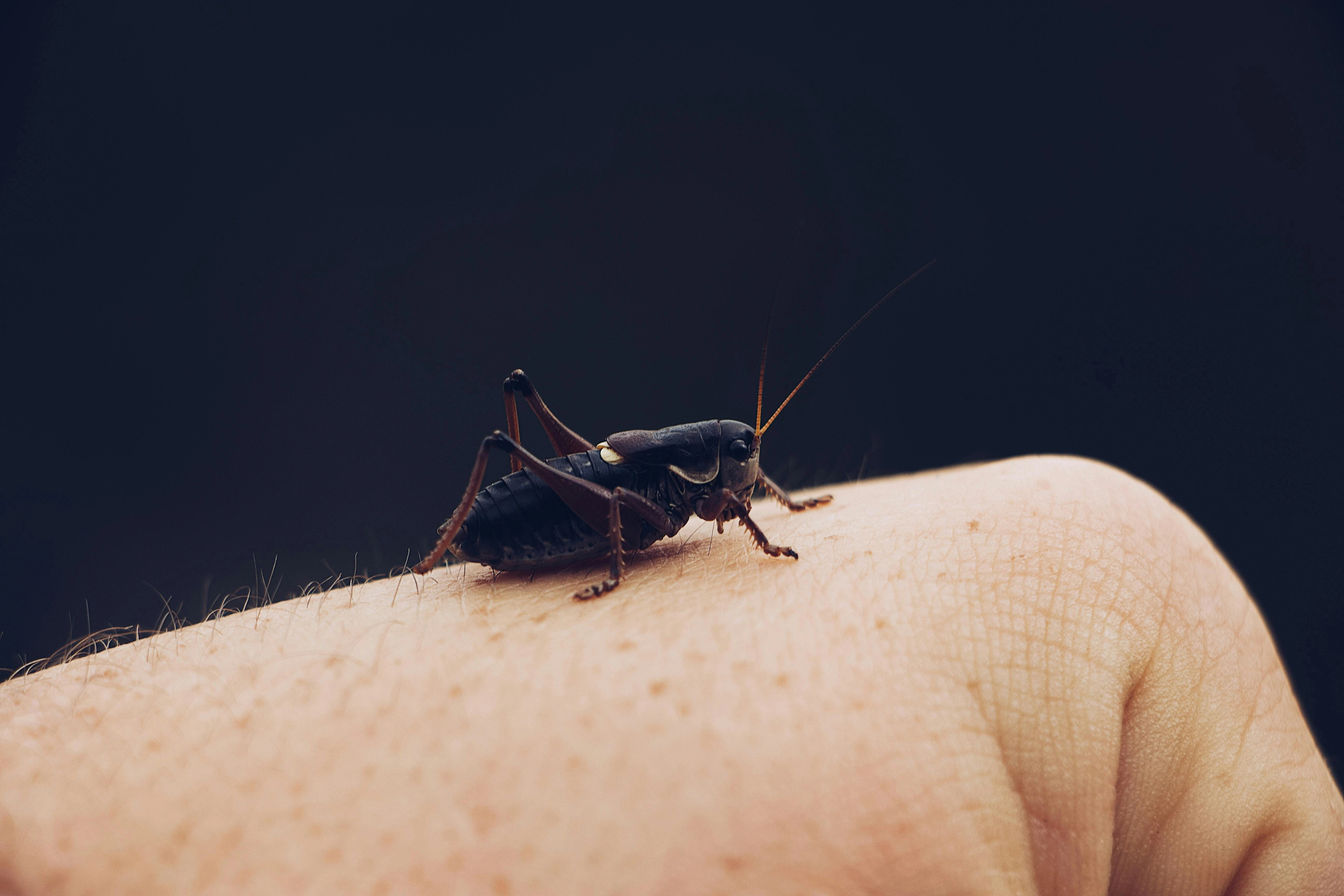 Cricket Soundboard