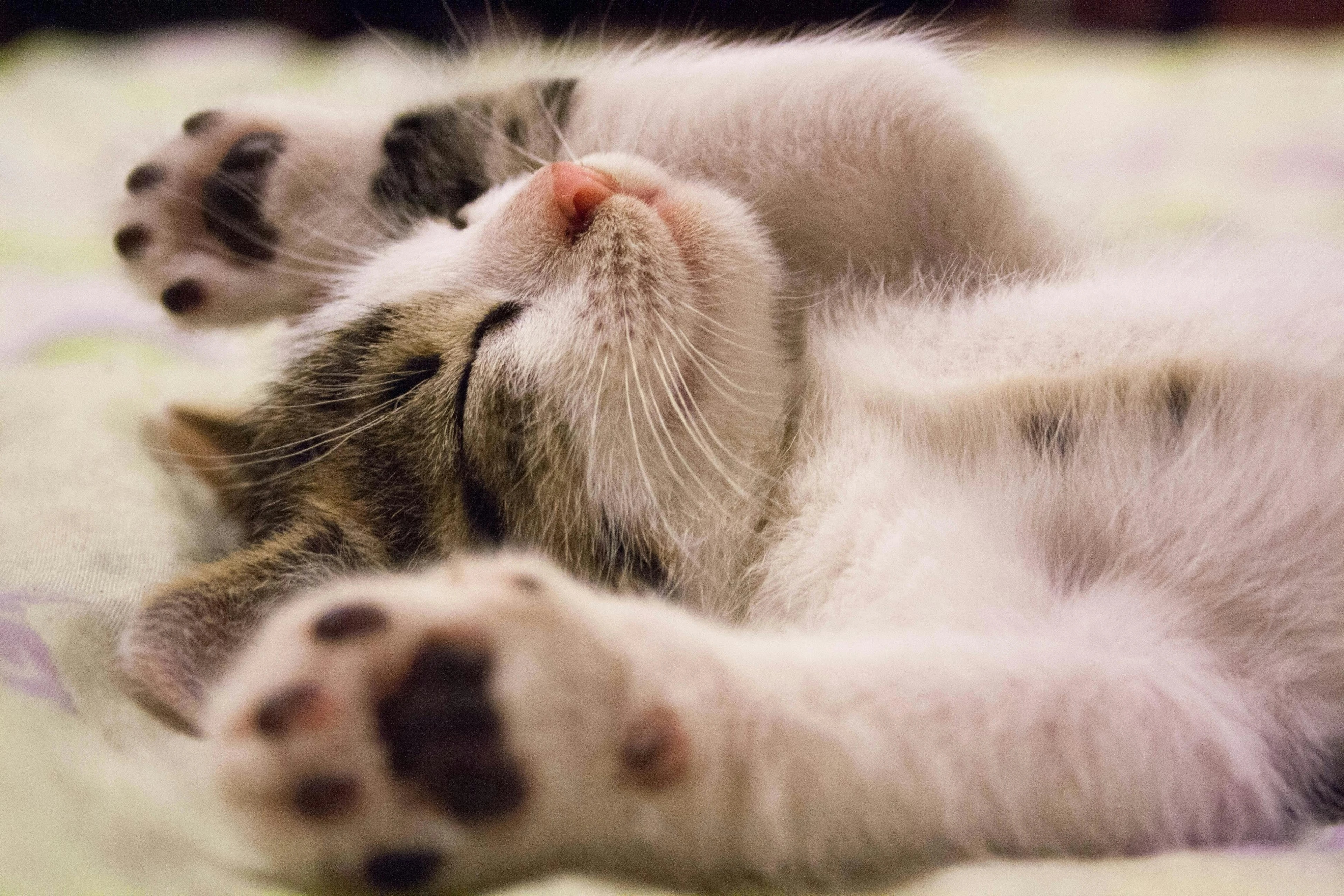 Cat soundboard
